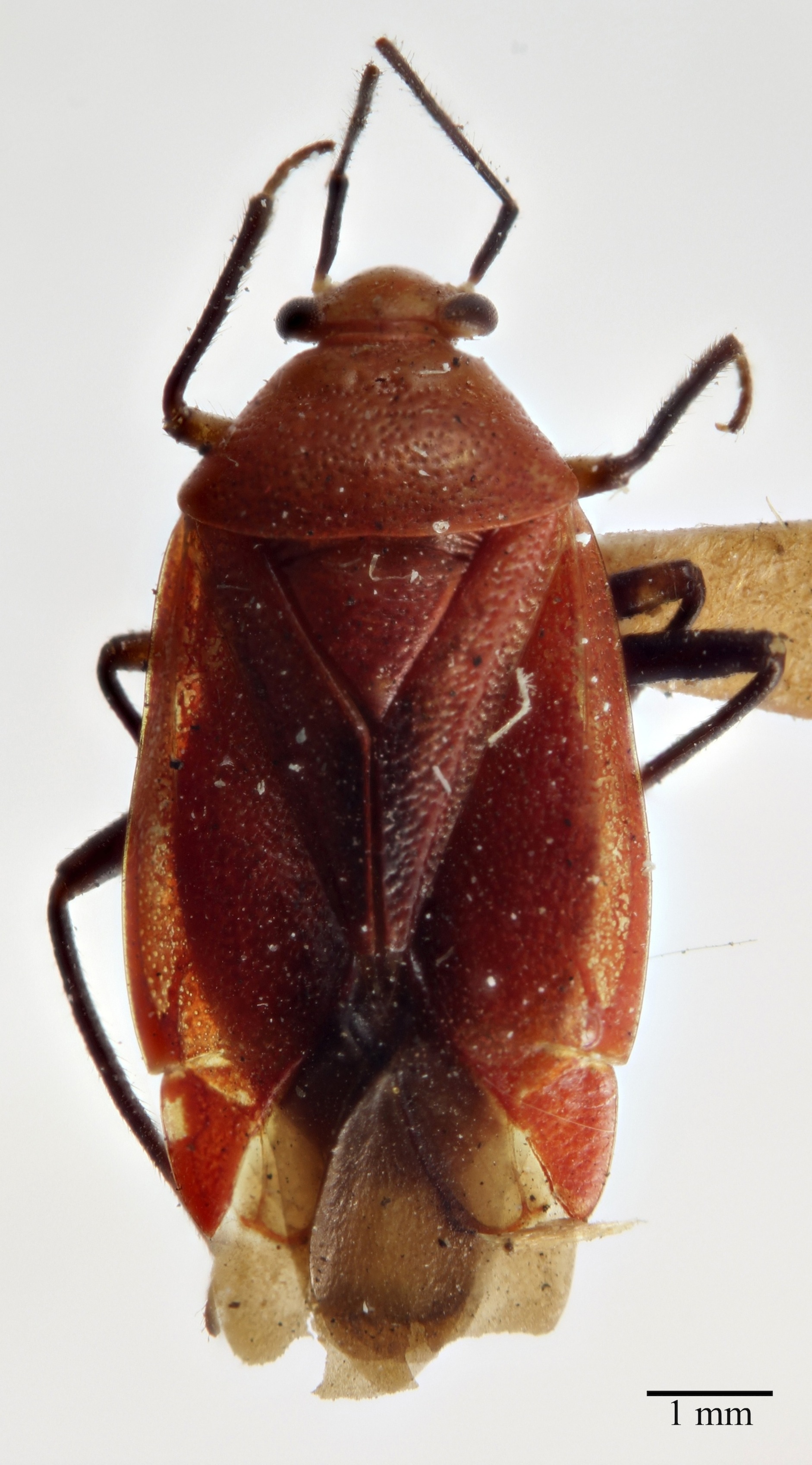 Tropidosteptes cardinalis thumbnail